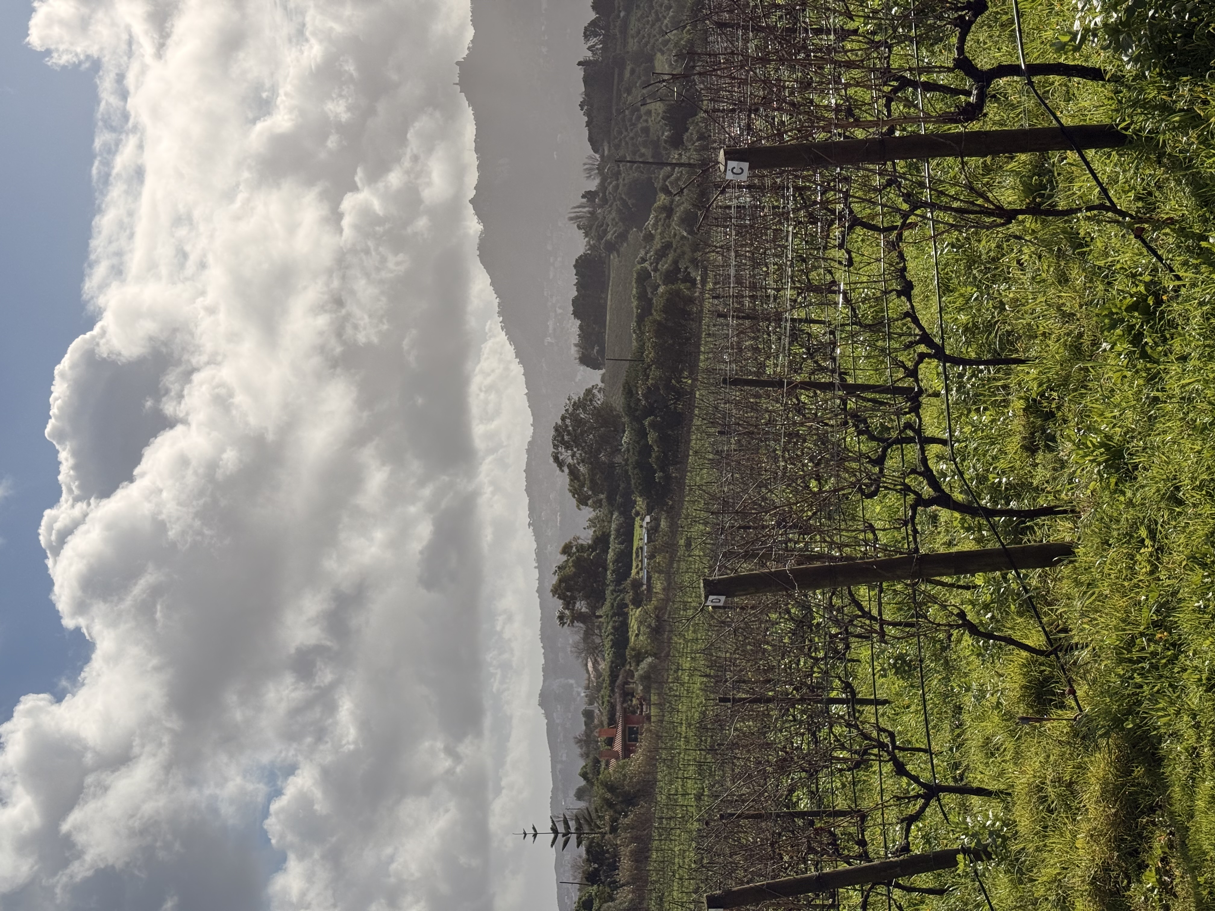 Historic vineyards in the Colares wine region near Sintra, Portugal.